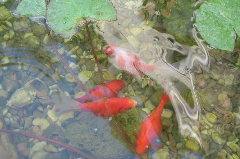 Гостевой дом «Вега»