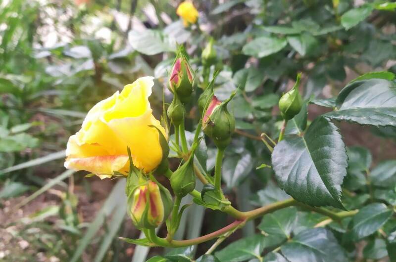 Гостевой дом «Medine»