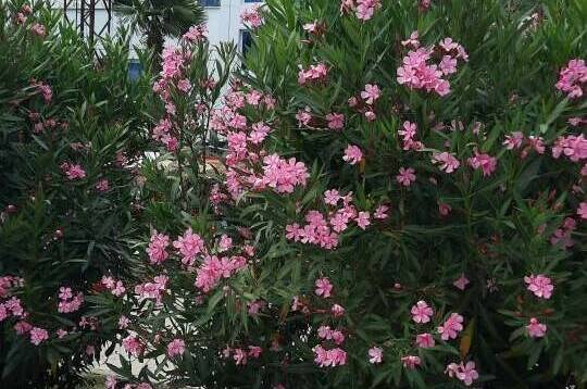 Апартаменты «Носорог»