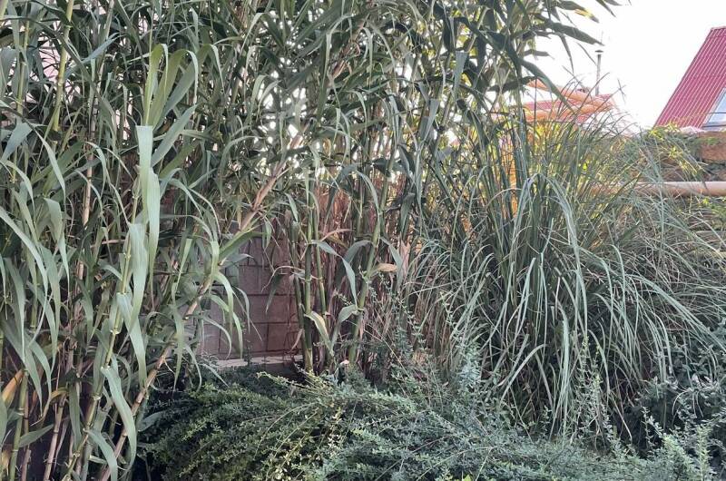 Гостевой дом «Бамбук»