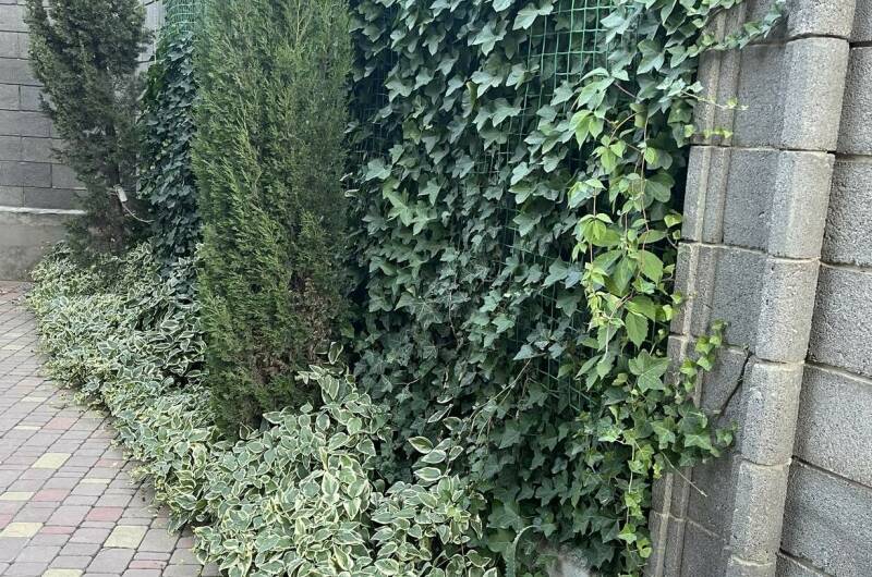 Гостевой дом «Бамбук»