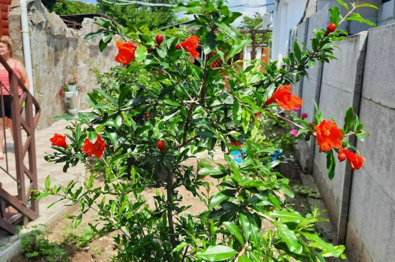 Гостевой дом в Ближних Камышах