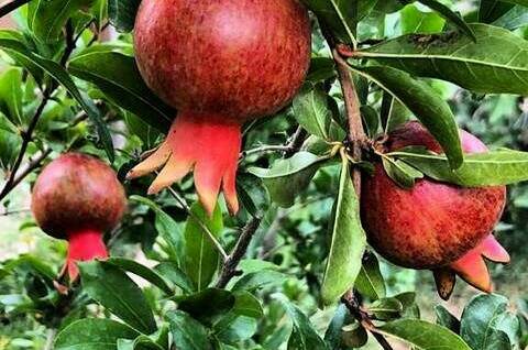 Гостевой дом «Dream House»