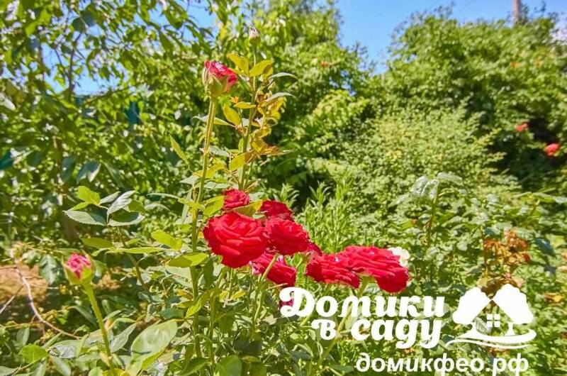 Гостевой дом «Домики в саду»