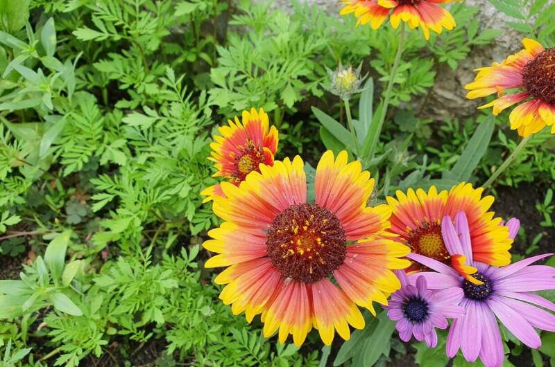 Гостевой дом «Барабулька»