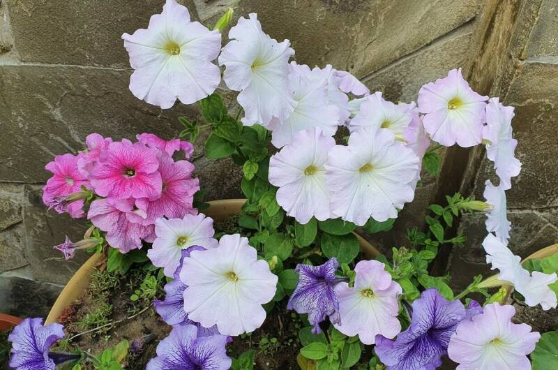 Гостевой дом «Барабулька»