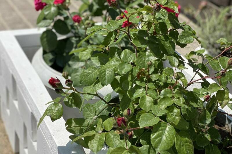 Guest Home «Paradise»