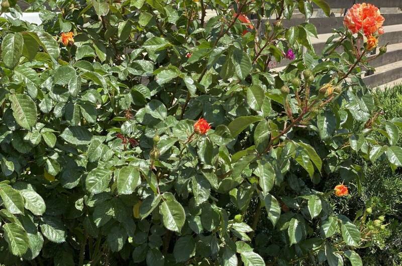 Guest Home «Paradise»