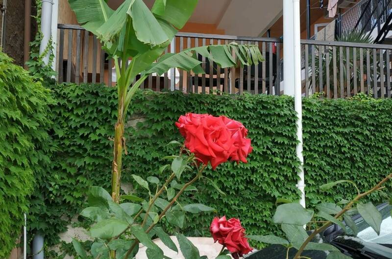 Гостевой дом «Велиза»