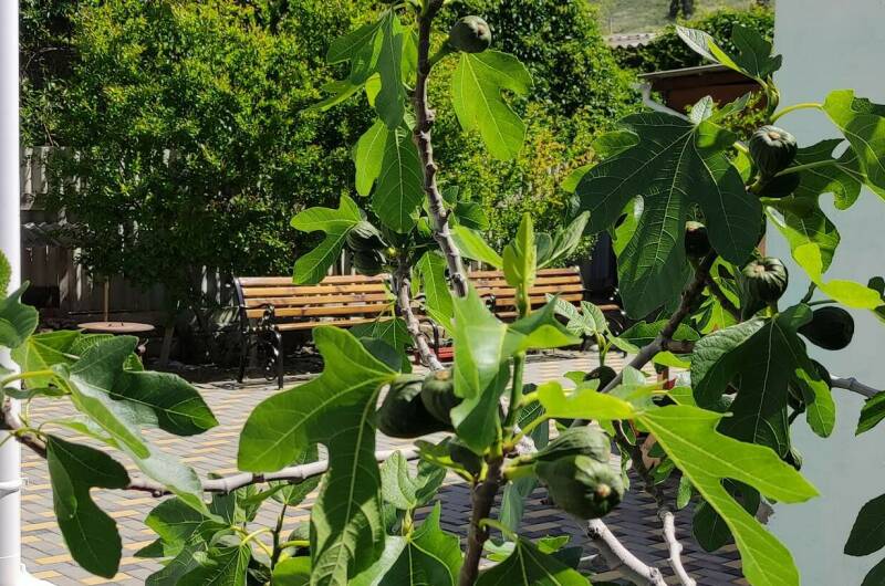 Гостевой дом «Оазис Судак»