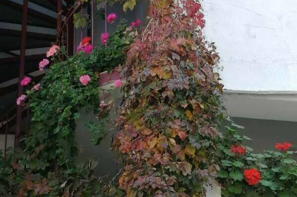 Гостевой дом «Hot-Alushta»