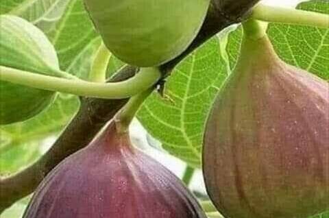 Гостевой дом на Тупиковой