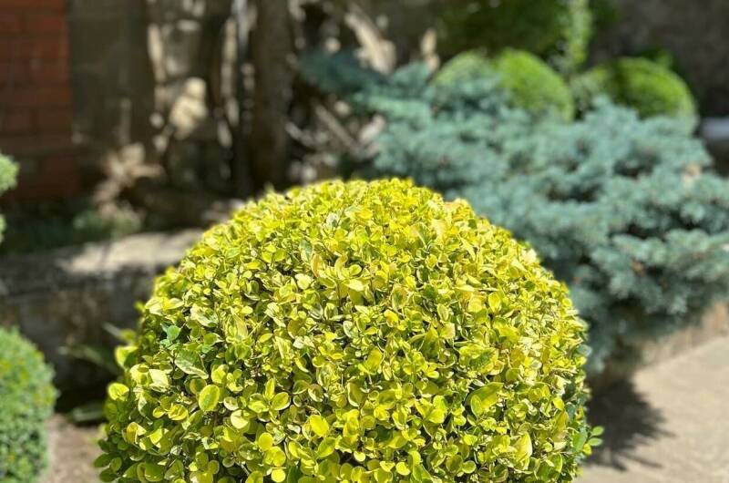 Отель «Лоза»