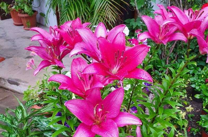 Гостевой дом «Райский уголок»