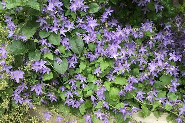 Гостевой двор «Шарм»