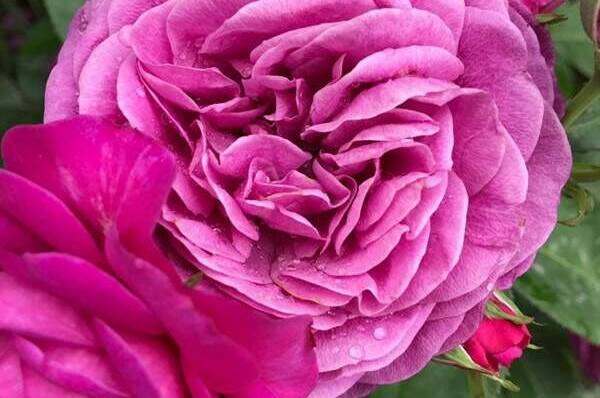 Гостевой двор «Шарм»