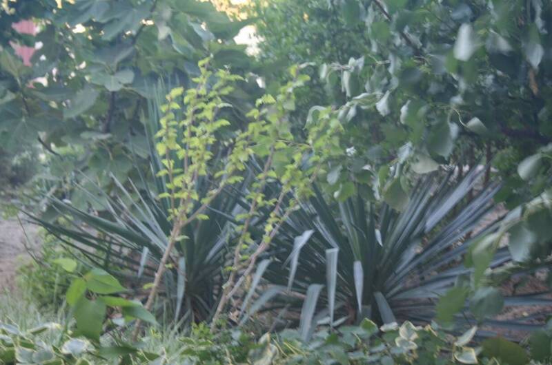 Гостевой дом «Крымские каникулы»