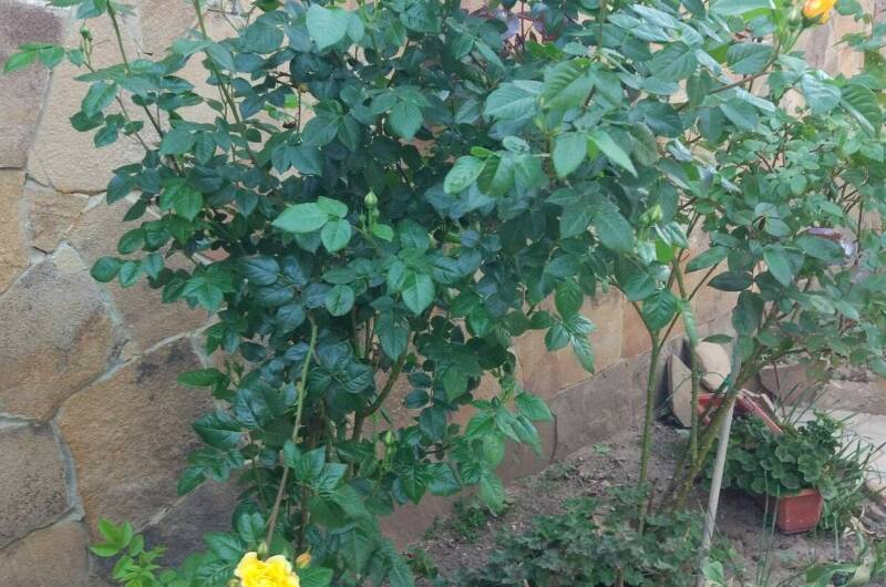 Гостевой дом «Виноградная лоза»