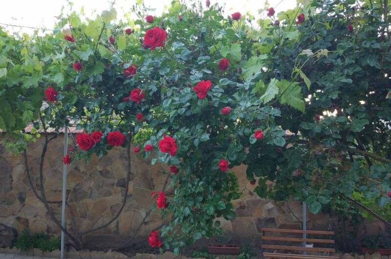 Гостевой дом «Виноградная лоза»