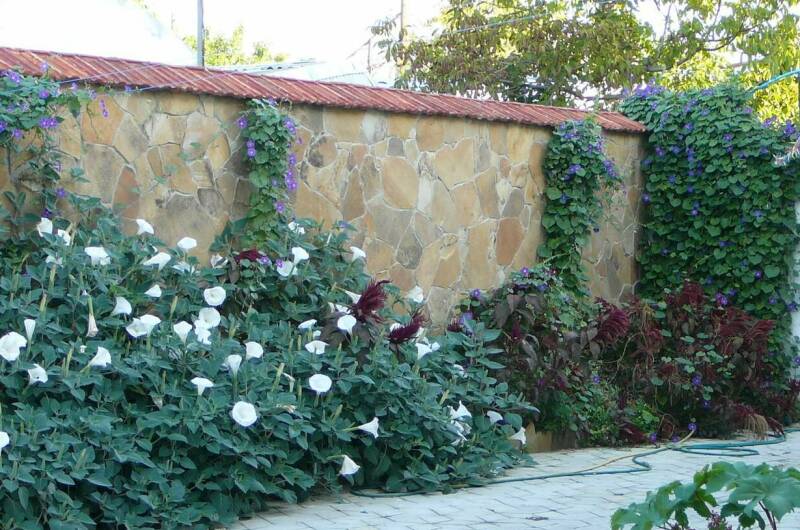 Гостевой дом «Виноградная лоза»