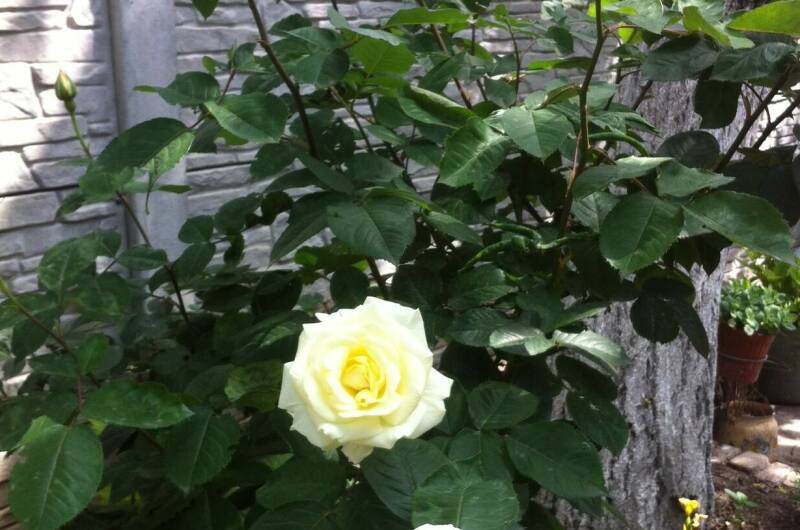 Гостевой дом «Лоза»