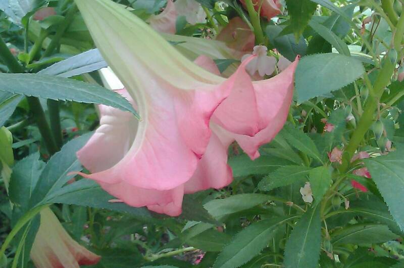 Гостевой дом на Головина 29