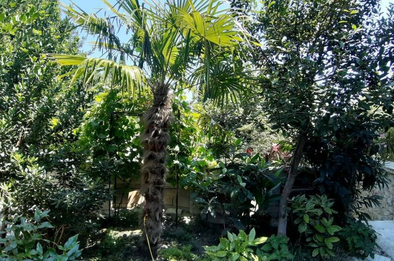 Усадьба «Инжир»