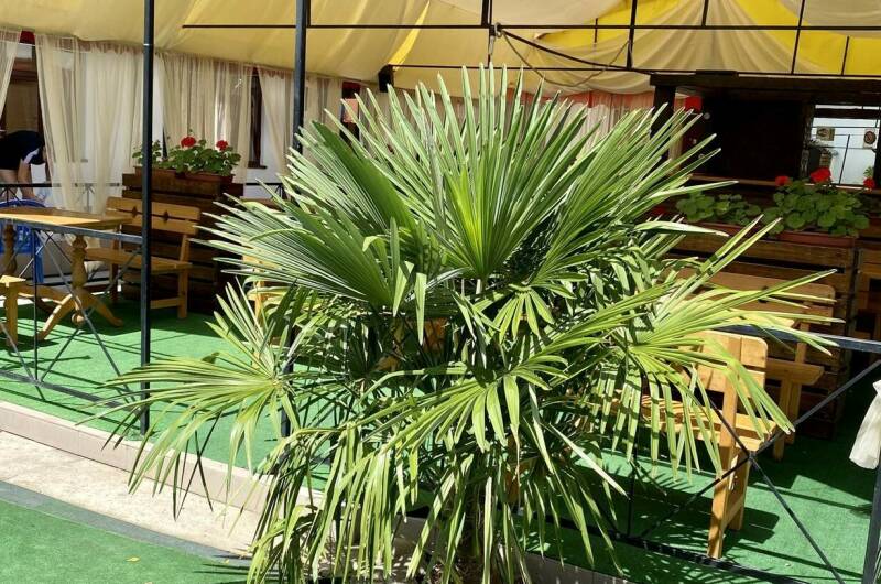 База отдыха «Роза Пикуба»