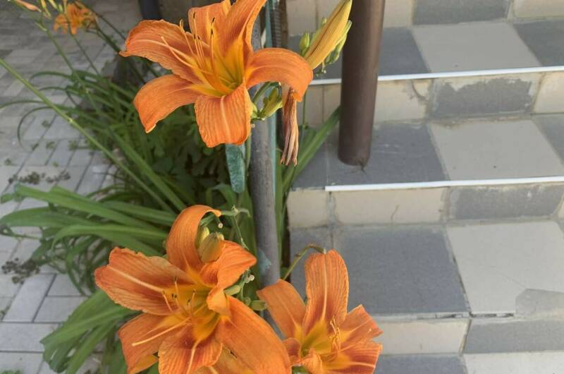 Гостевой дом «У Мыса»