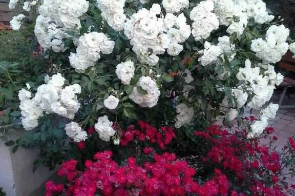 Усадьба «Лукоморье»