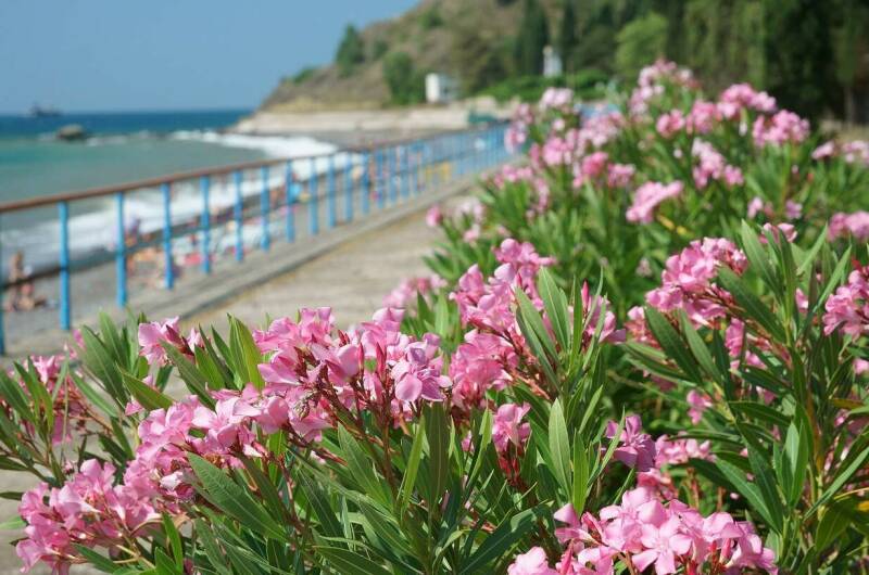 Вилла «Аркадия»