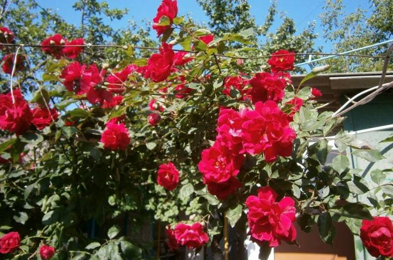 Гостевой дом апартаменты «Крыша Мира»