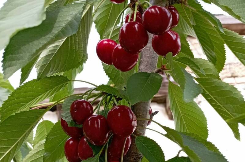 Гостевой дом в центре Феодосии