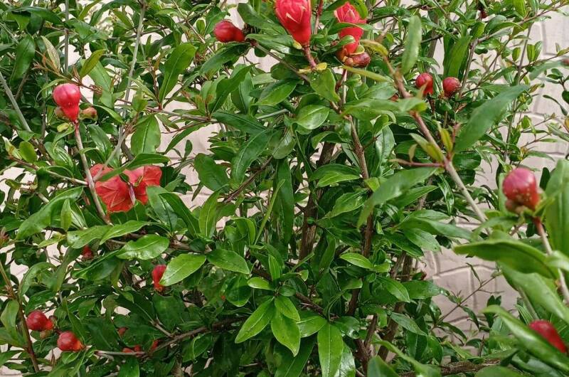 Гостевой дом в центре Феодосии