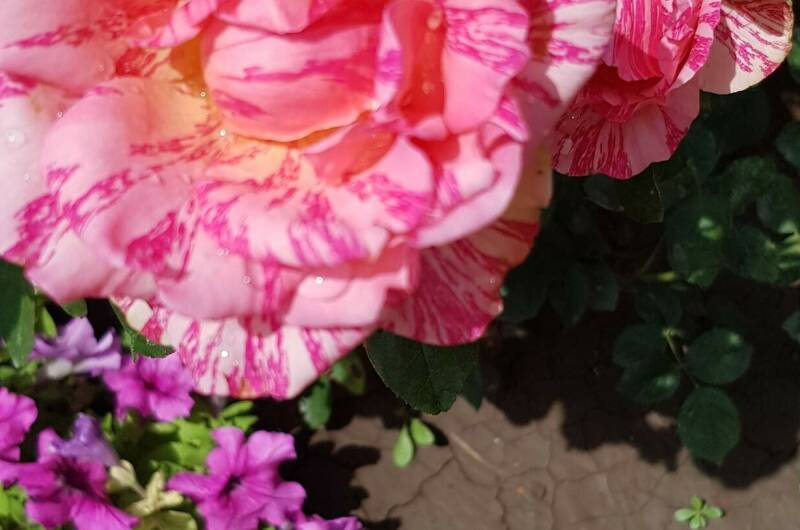 Гостевой дом «Богемия»