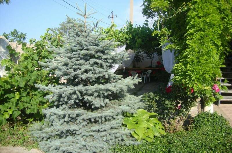 Частное домовладение «Оазис»