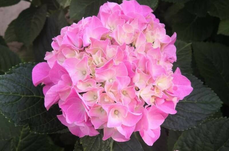 Частное домовладение «Оазис»