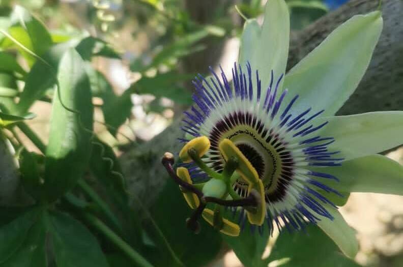 Частное домовладение «Оазис»