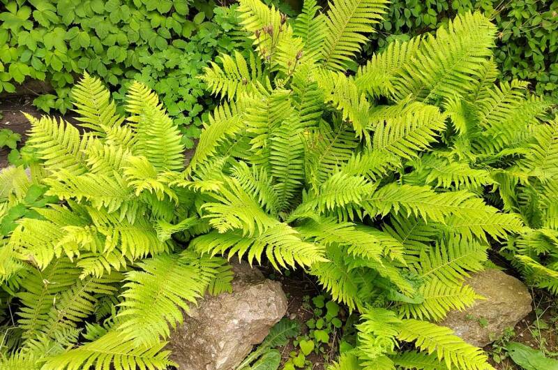 Частное домовладение «Оазис»