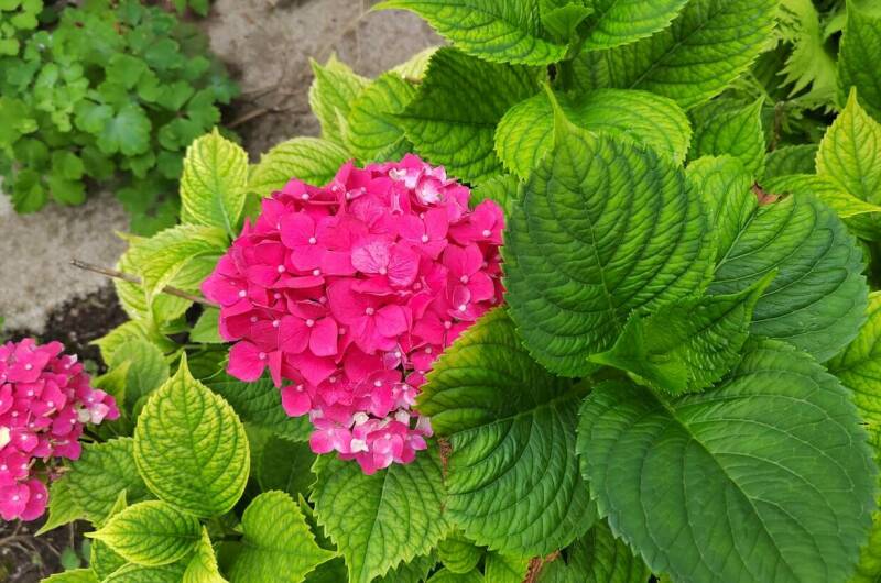 Частное домовладение «Оазис»